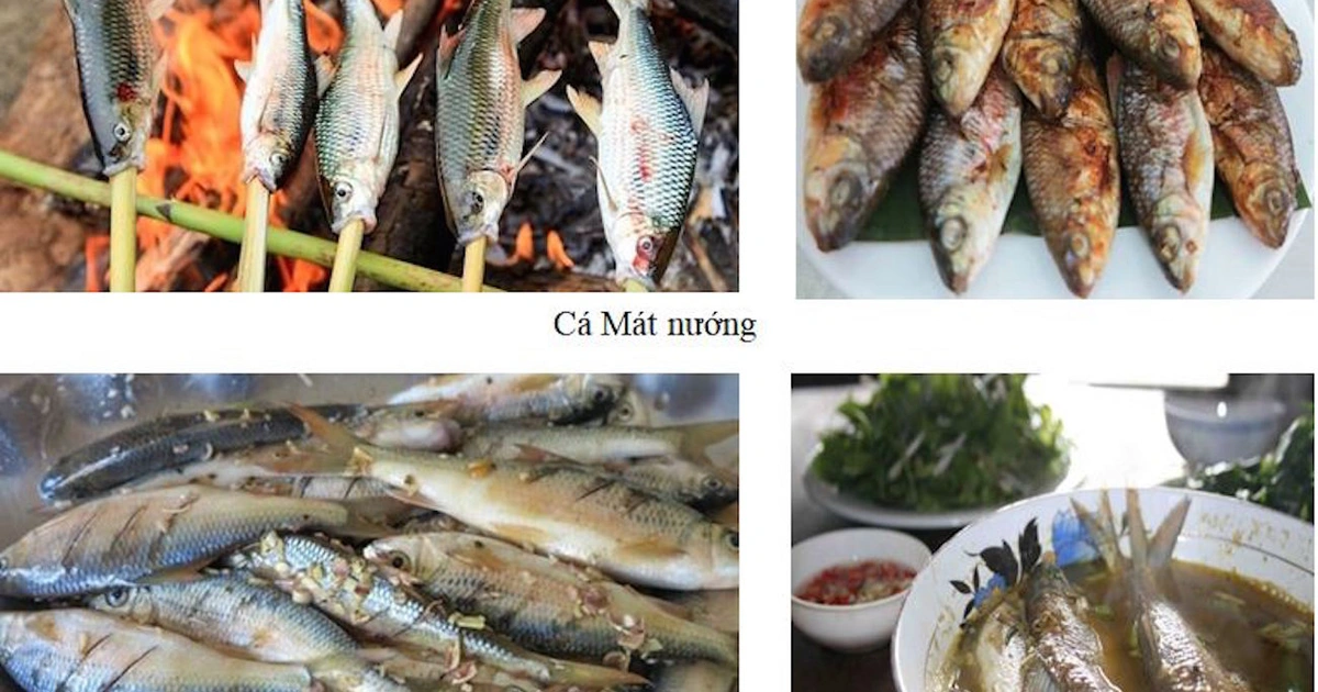 Đặc điểm của Cá Mát